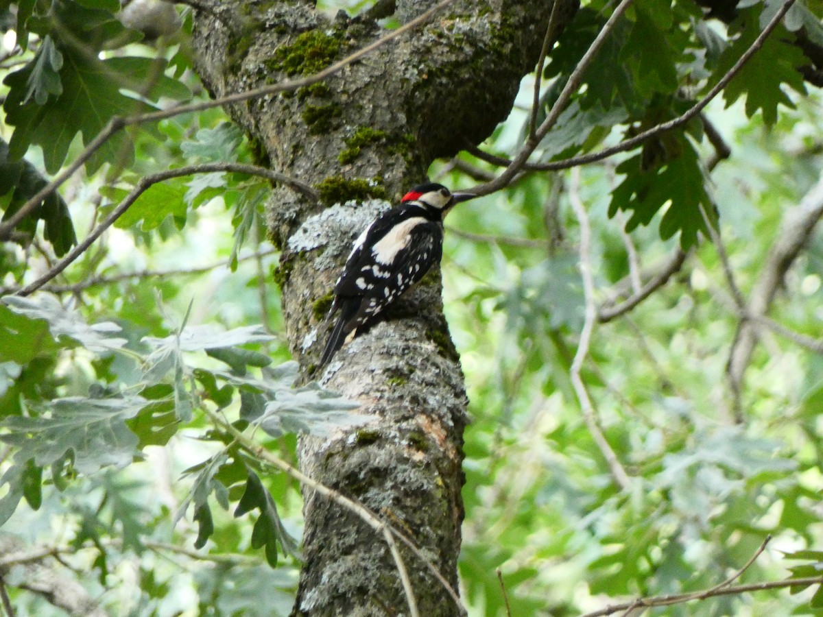 Great Spotted Woodpecker - ML587552791