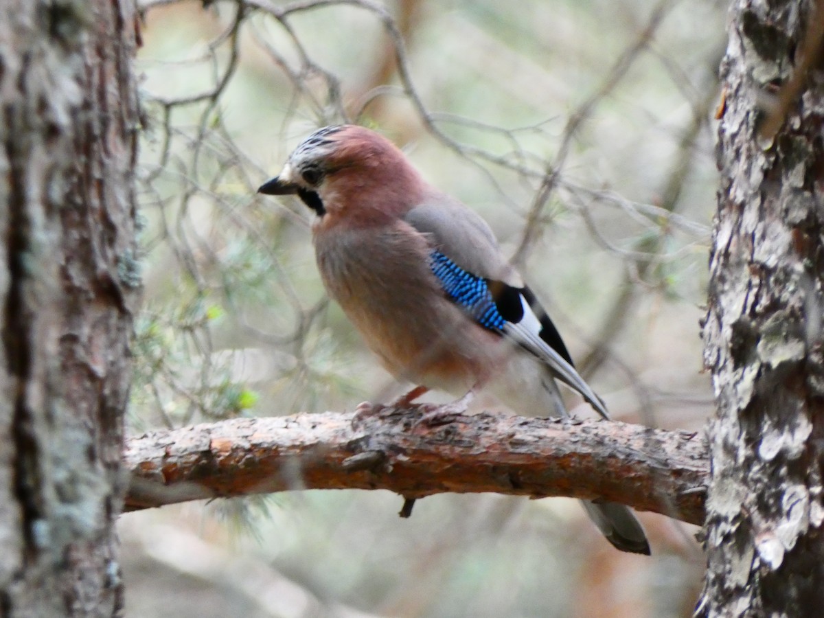 Eurasian Jay - ML587552941