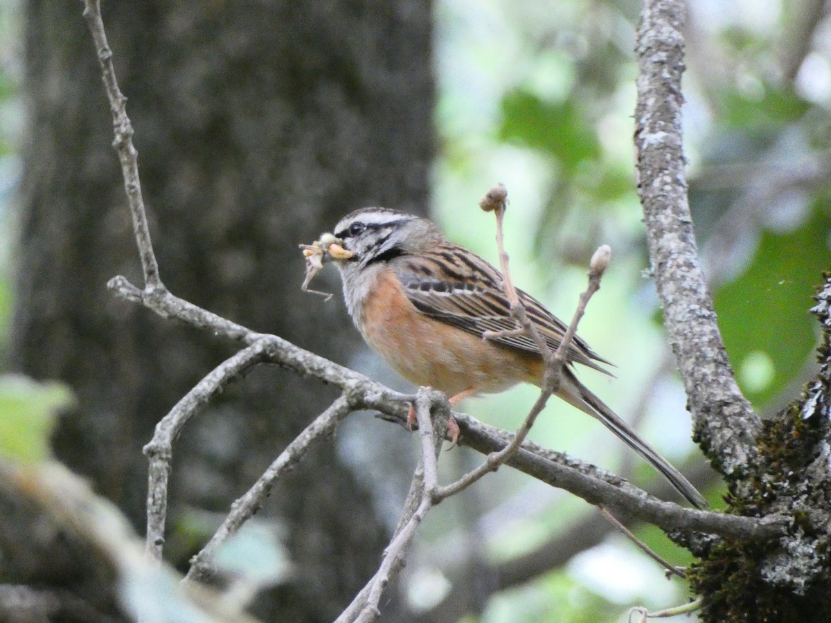 Rock Bunting - ML587553101