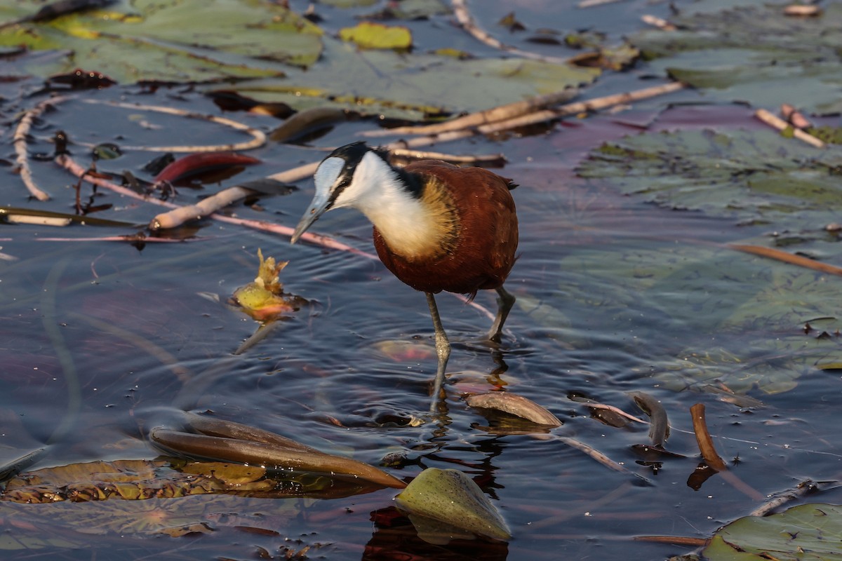 African Jacana - ML587553111