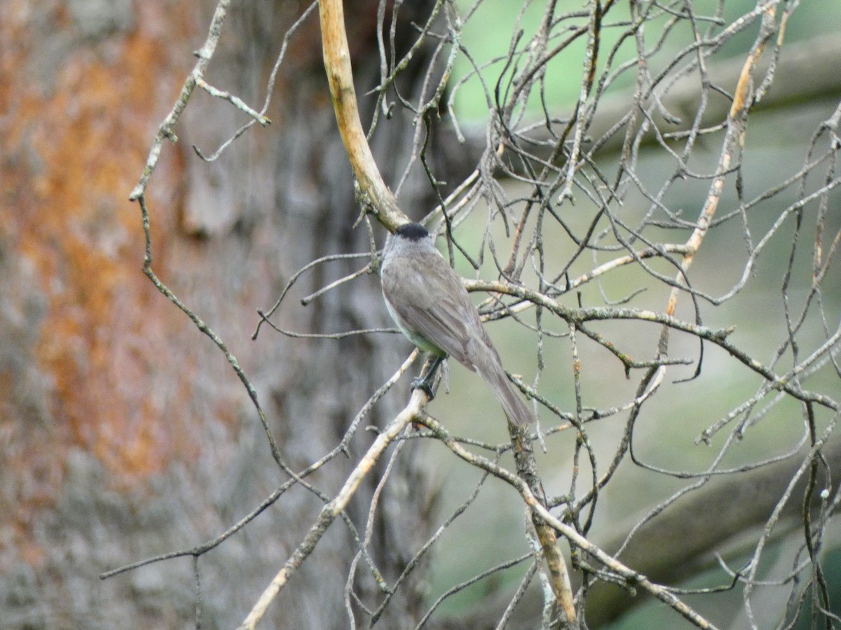 Eurasian Blackcap - ML587553191