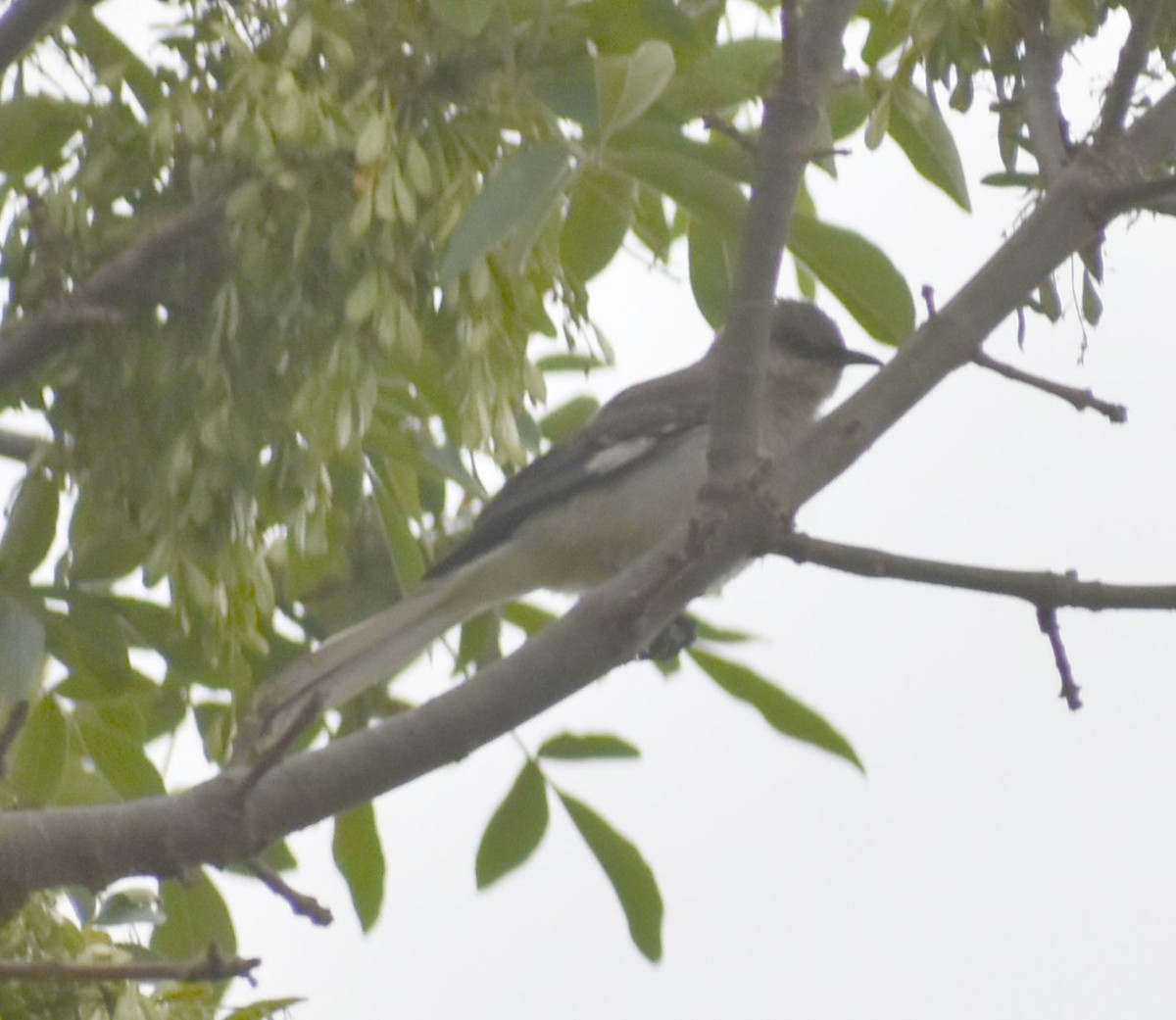 Northern Mockingbird - ML587553851