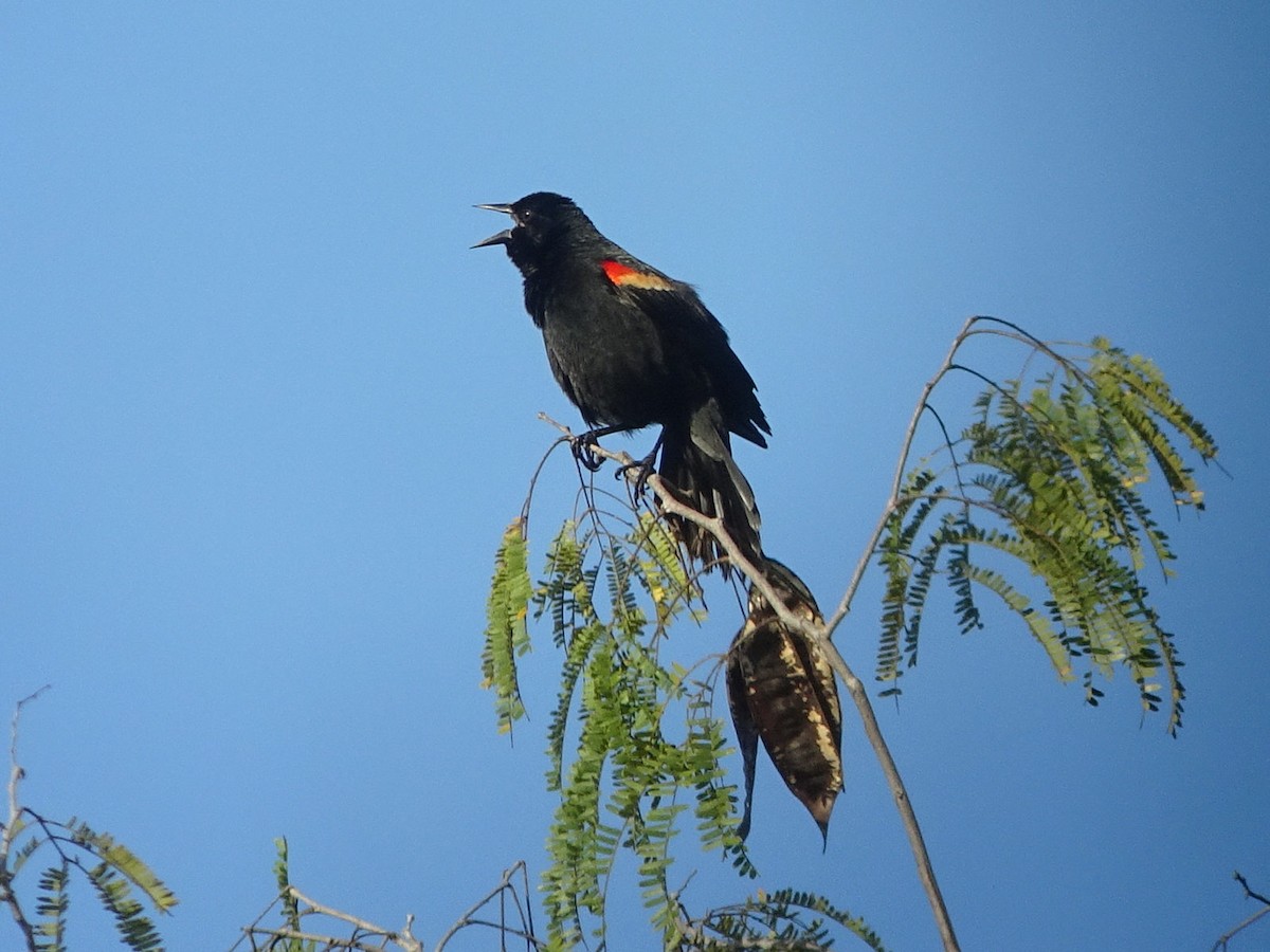 Red-shouldered Blackbird - Stephen Chang