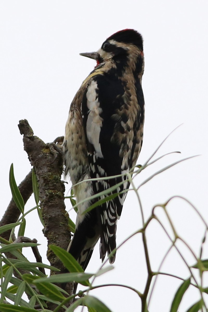 Red-naped Sapsucker - ML587554171