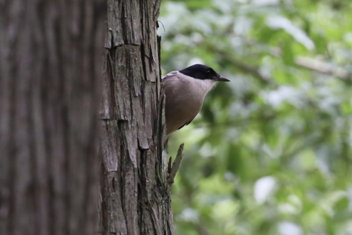 Azure-winged Magpie (Azure-winged) - ML587555001