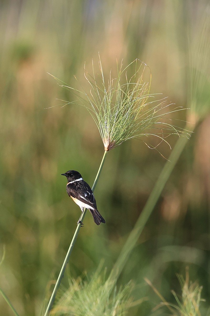 African Stonechat - ML587555061