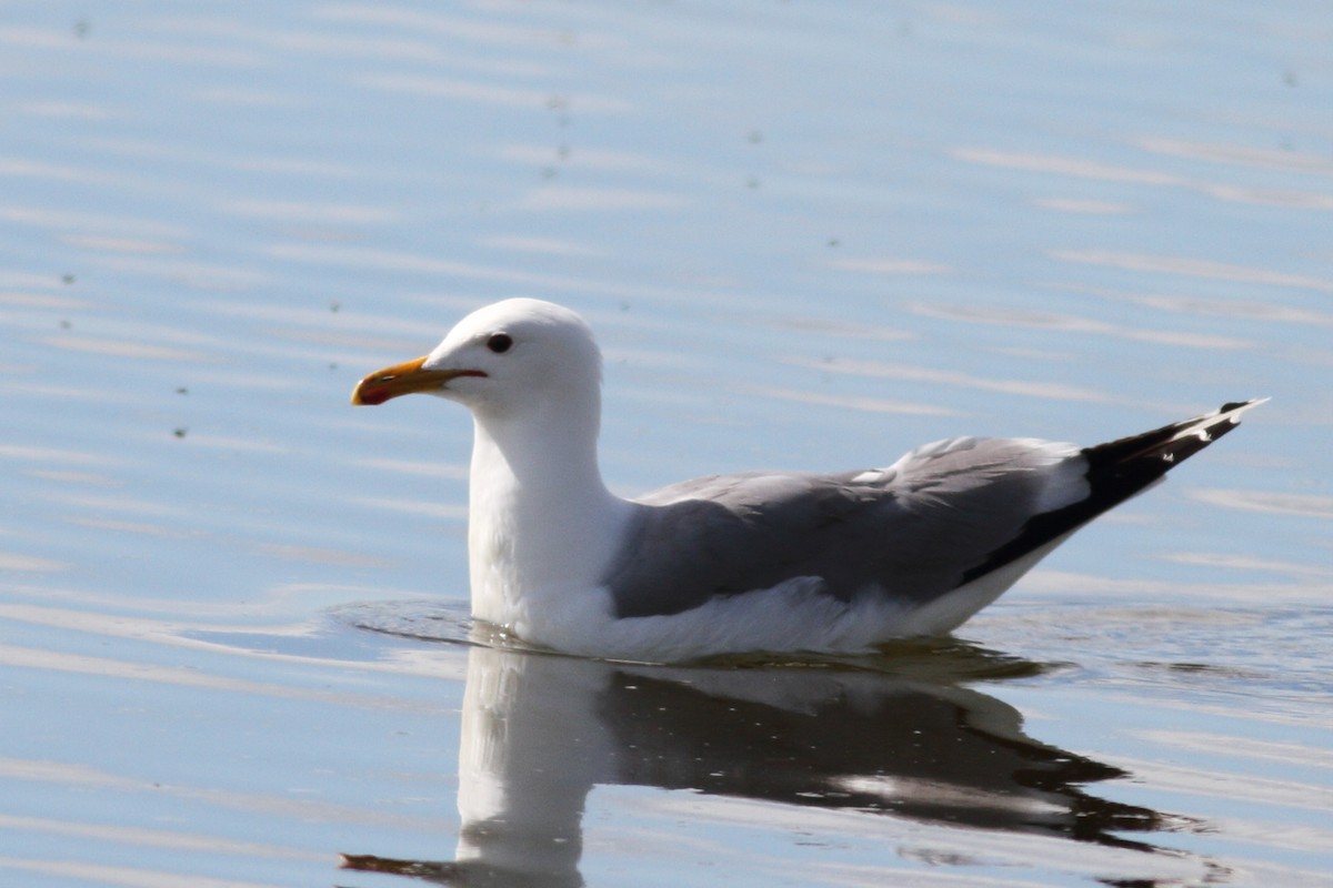 Gaviota Californiana - ML587556241