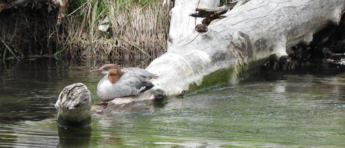 Common Merganser - Denis DeSilvis