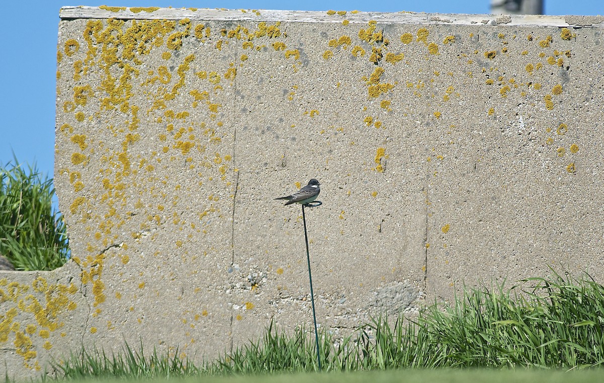 Eastern Kingbird - Paul Gould