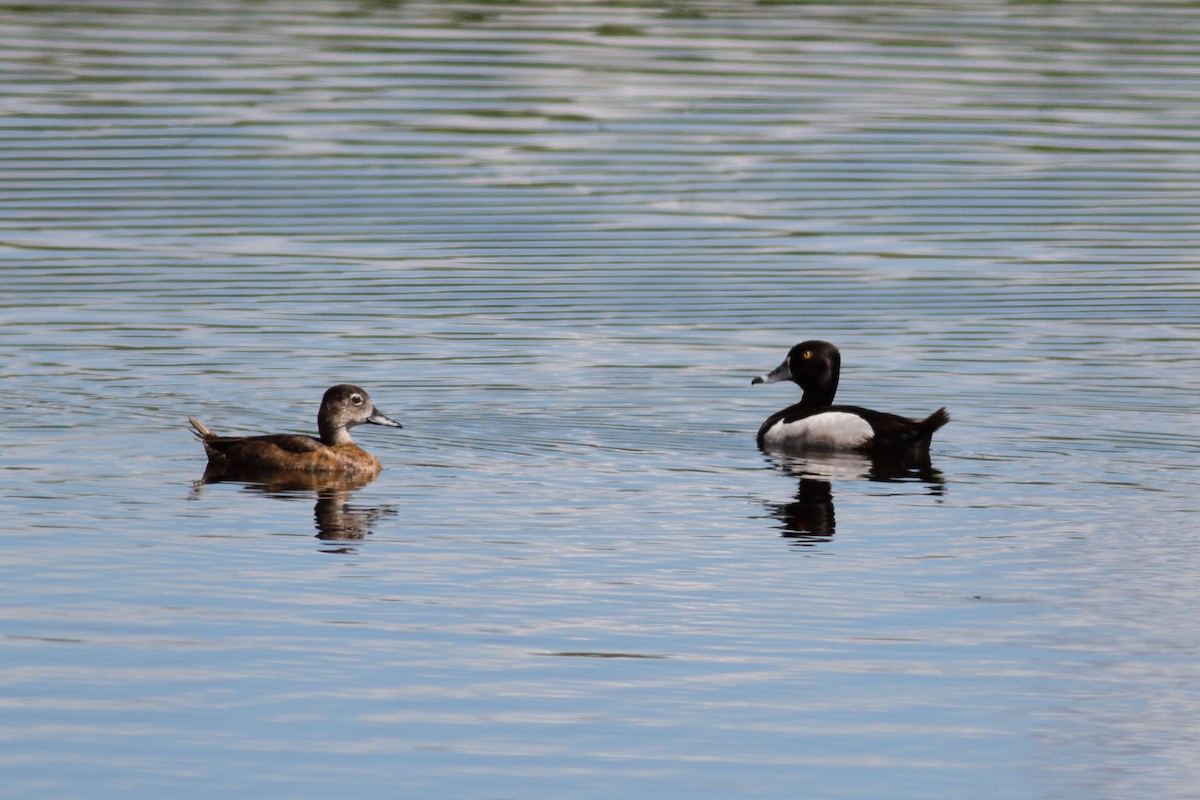 Ring-necked Duck - ML587559701