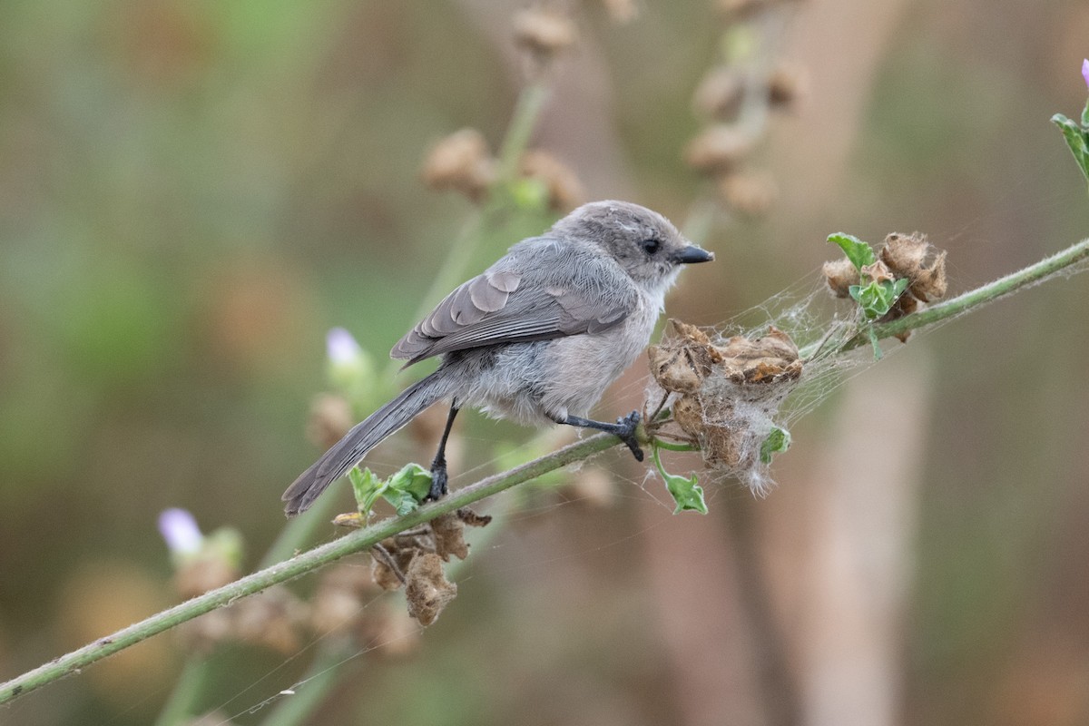 Bushtit - ML587560001