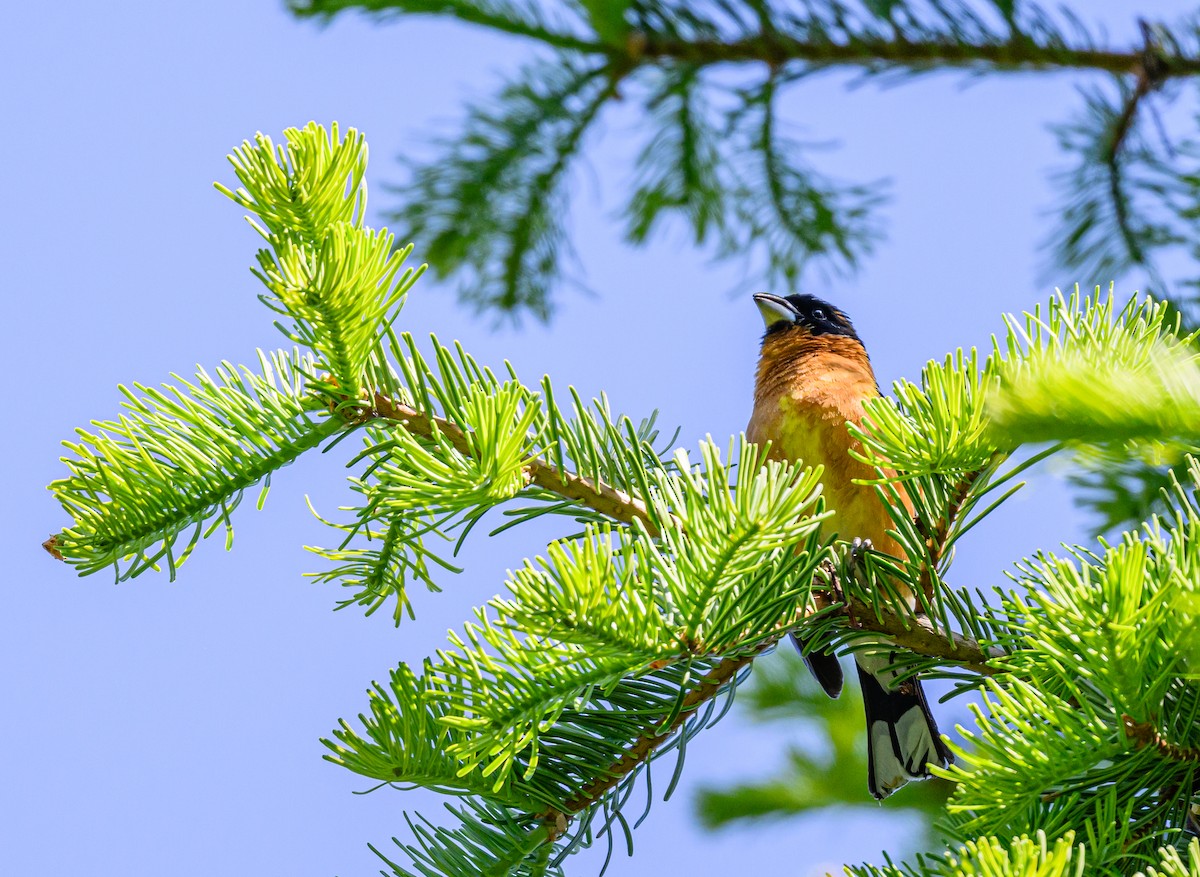 Black-headed Grosbeak - Ken Miracle