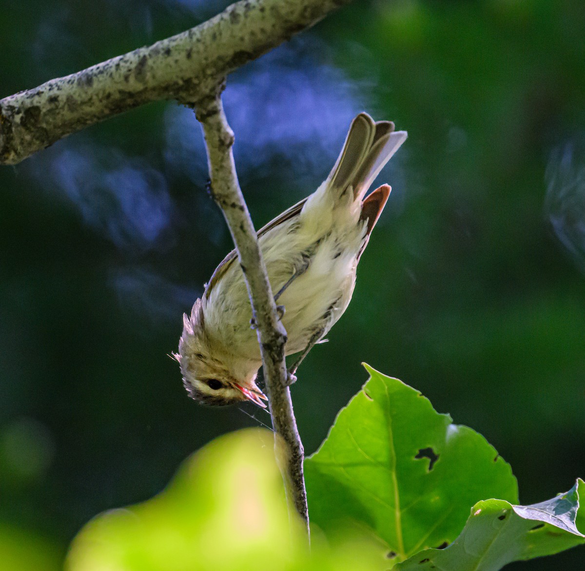 Warbling Vireo - ML587560341