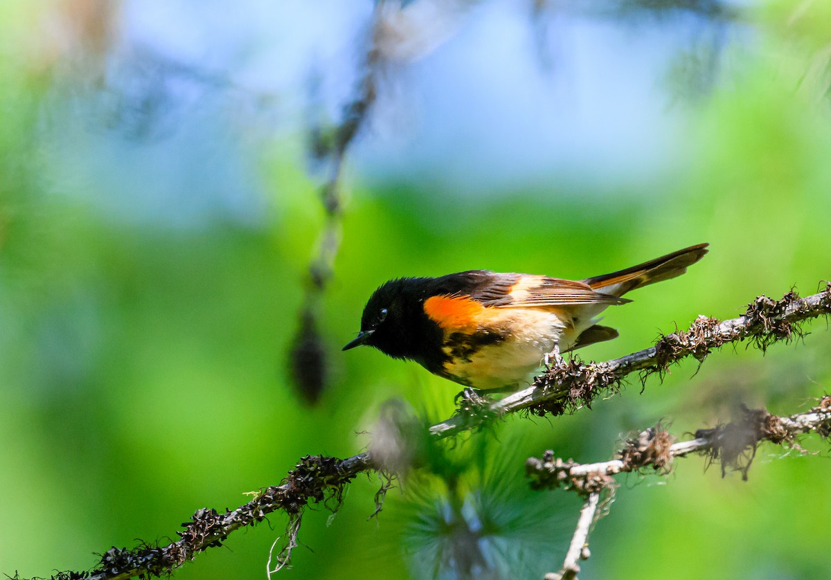 American Redstart - ML587560651