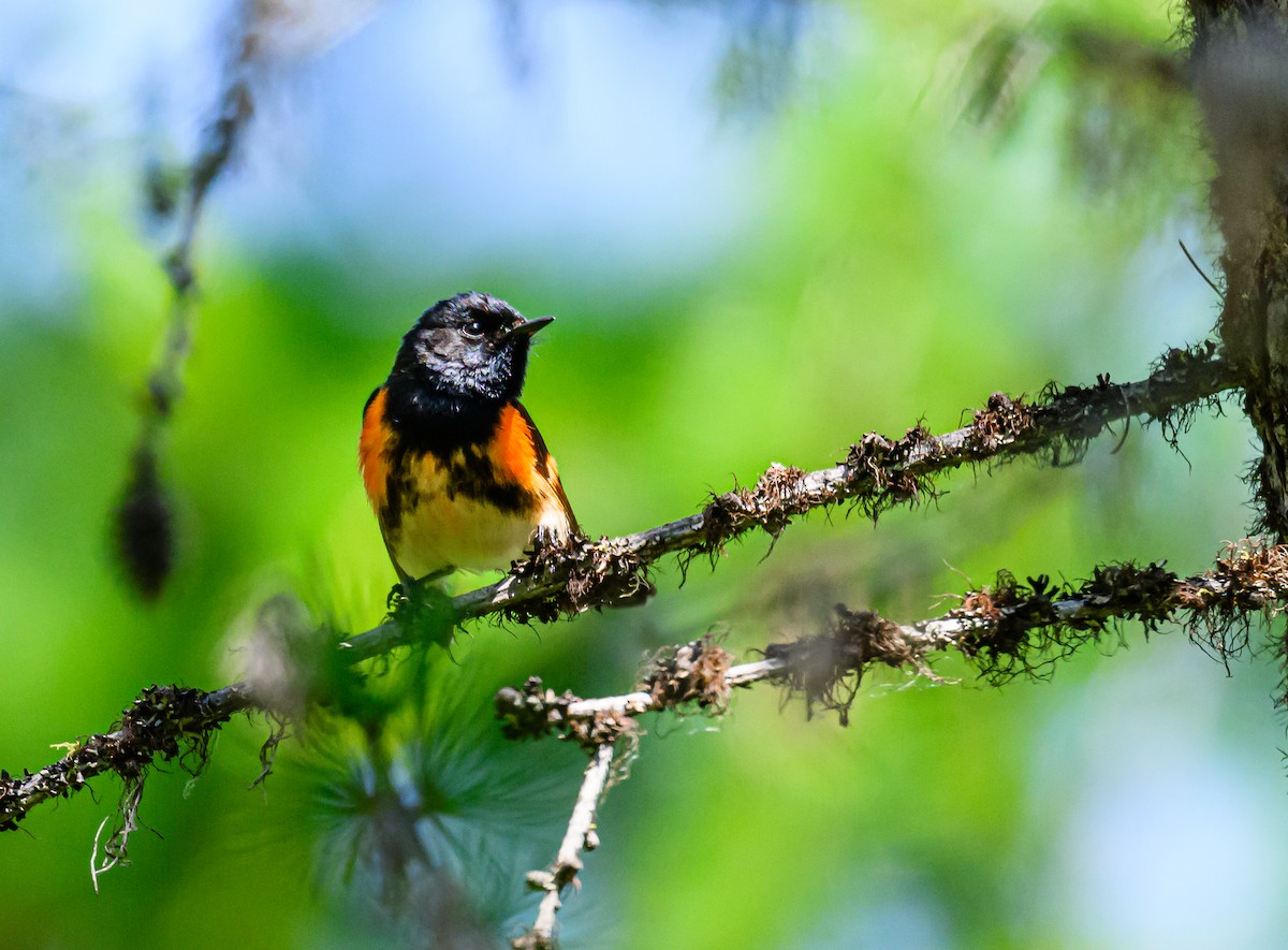 American Redstart - Ken Miracle