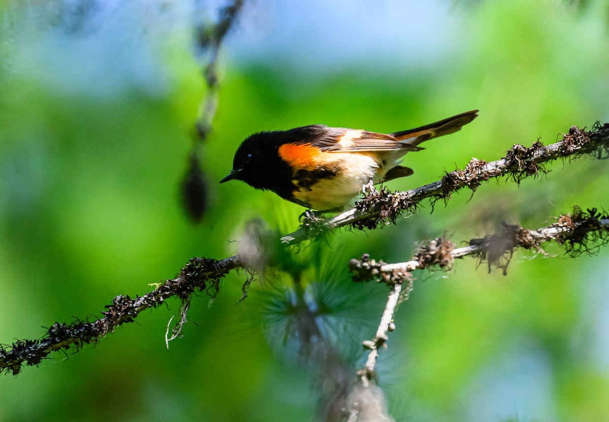 American Redstart - Ken Miracle