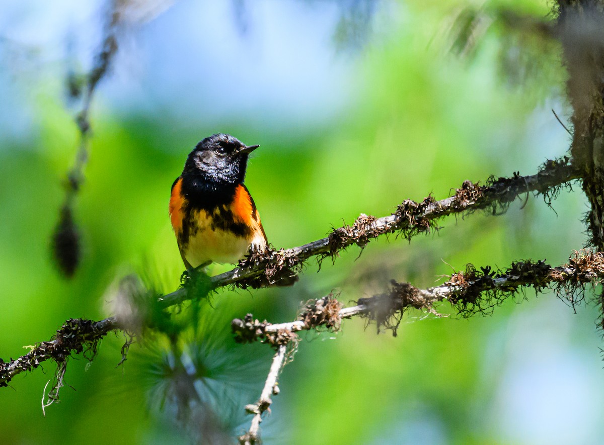 American Redstart - ML587560681