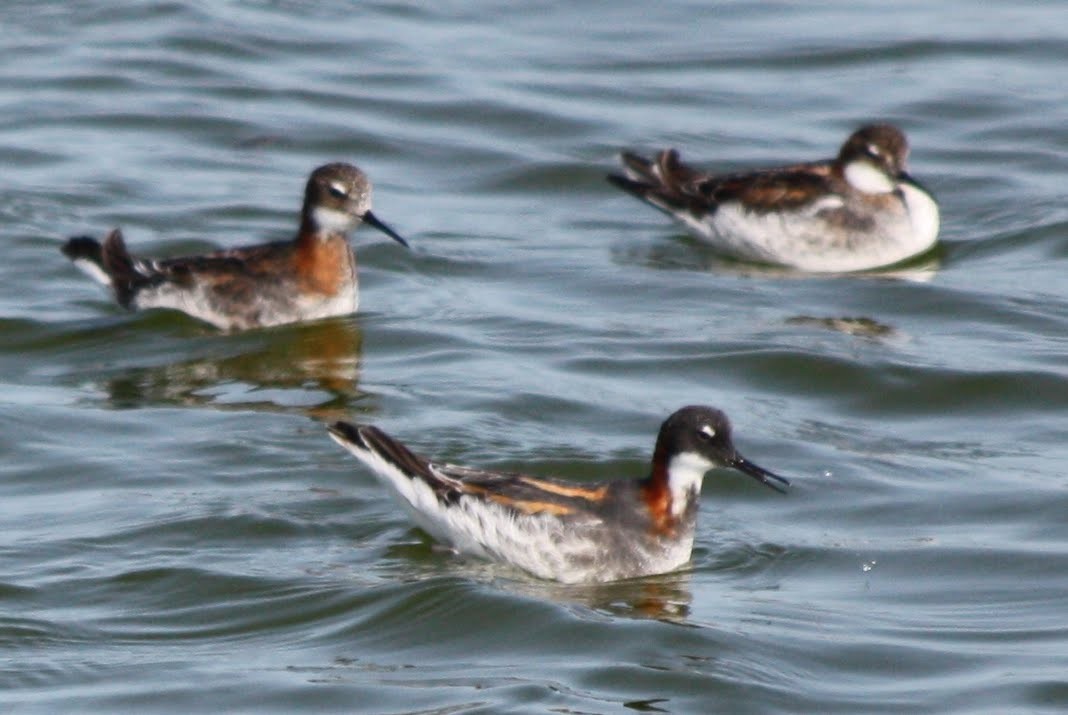 Red-necked Phalarope - ML587563651