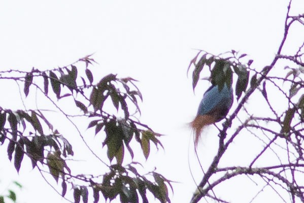 Blue Bird-of-Paradise - ML587563781