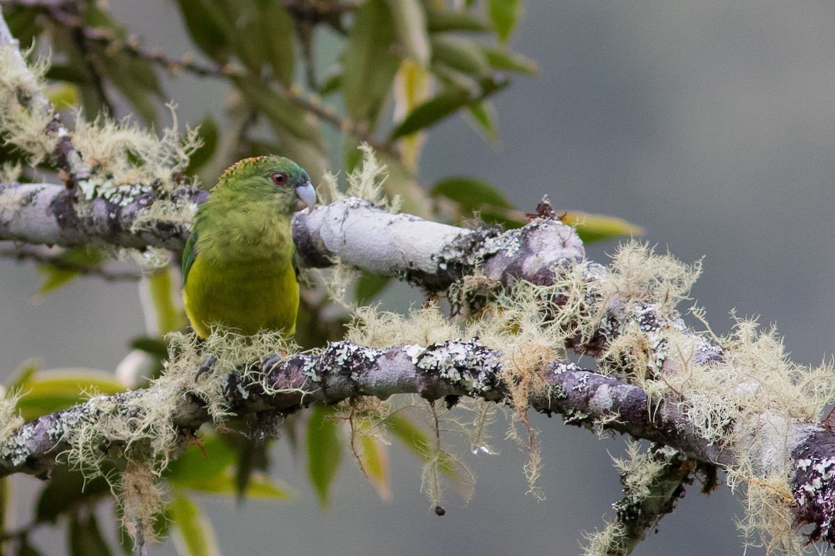 Madarasz's Tiger-Parrot - ML587563851