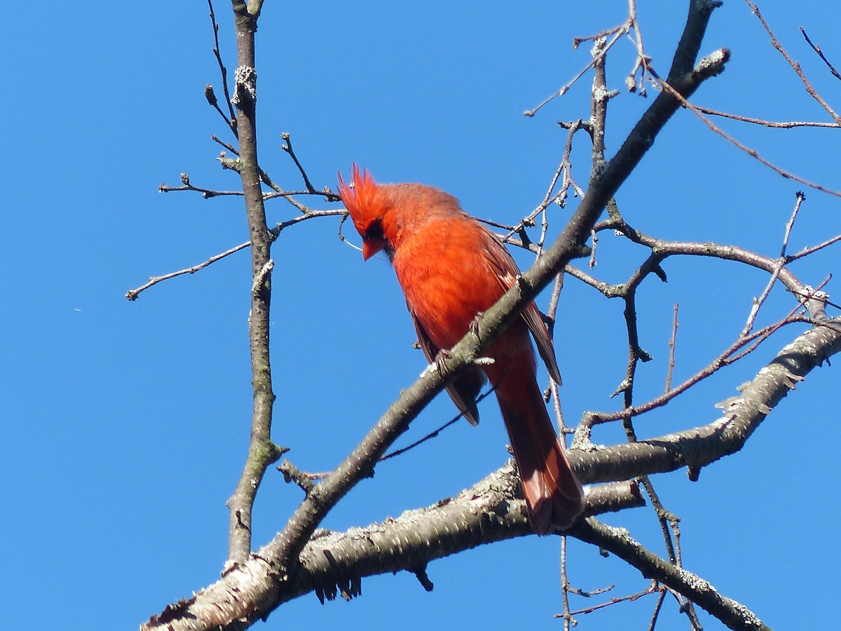 Northern Cardinal - Warren Dunlop