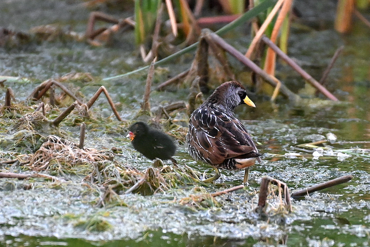 カオグロクイナ - ML587566141