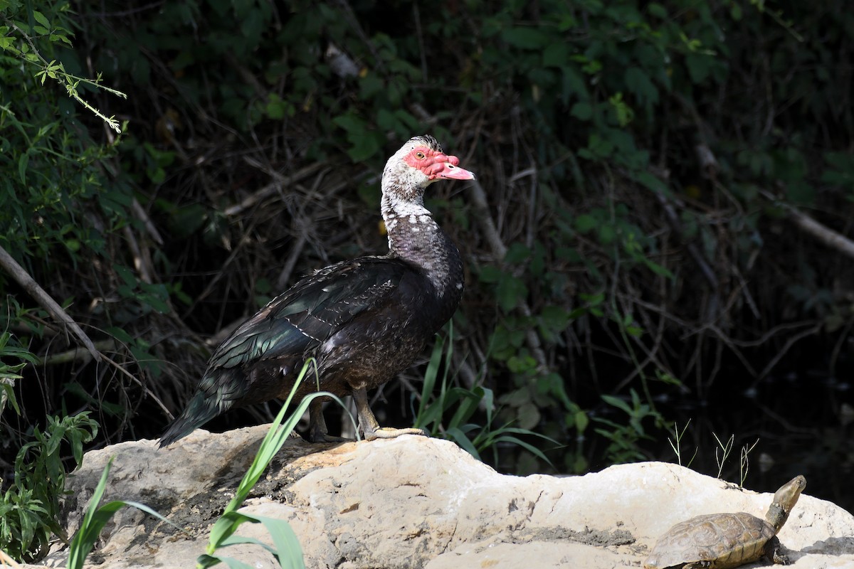 Muscovy Duck (Domestic type) - ML587566541