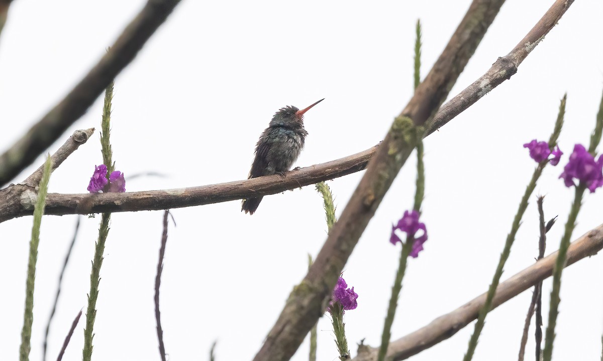 Rufous-throated Sapphire - Paul Fenwick