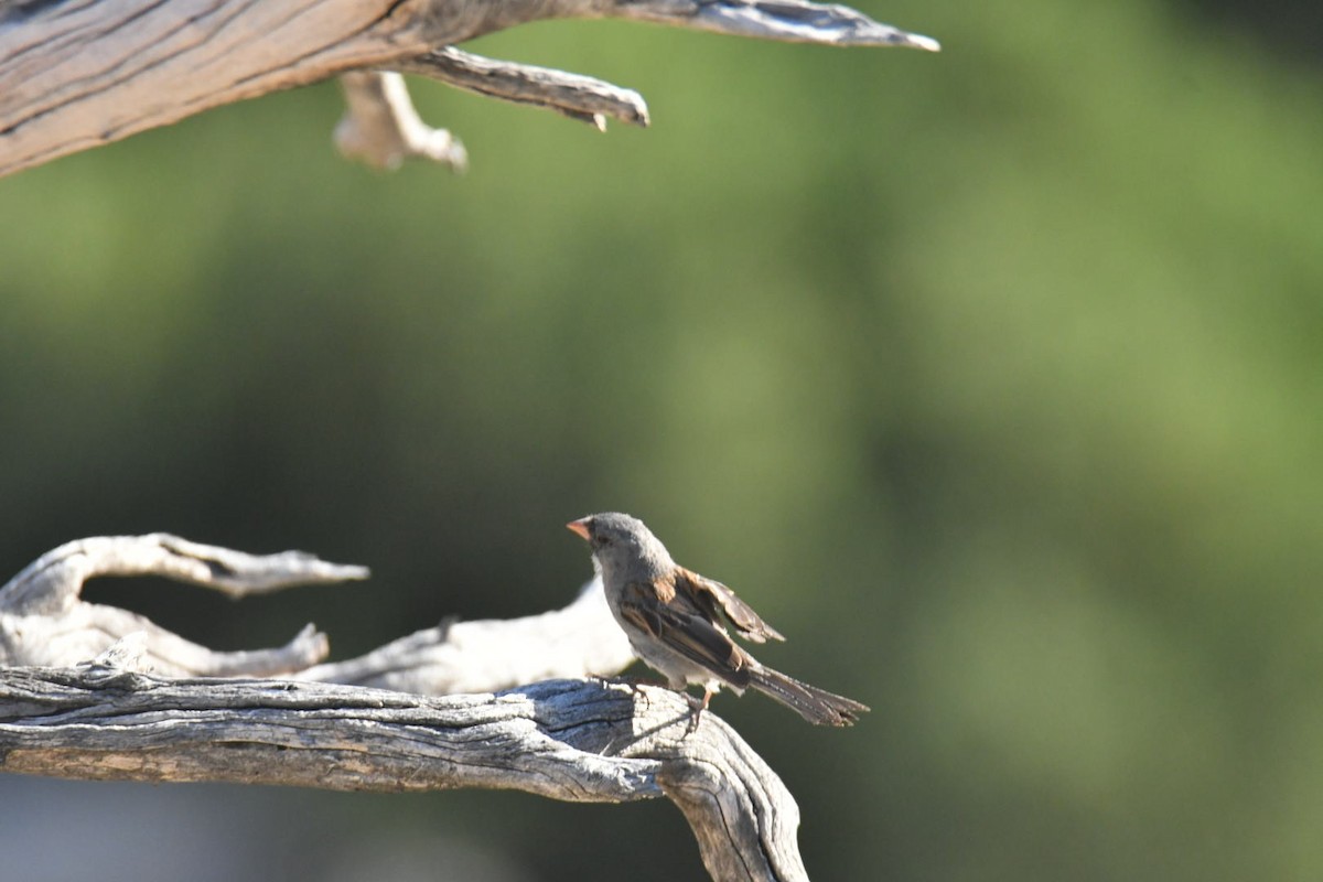Black-chinned Sparrow - Ezekiel Dobson