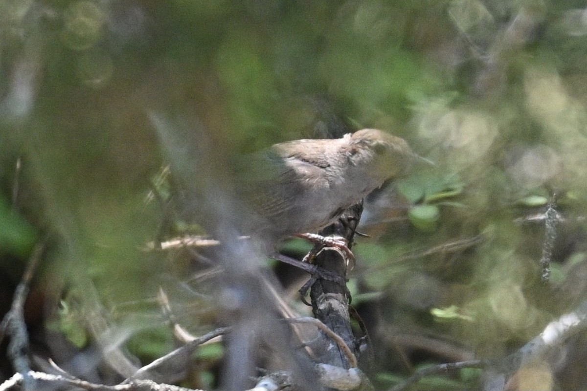 Bewick's Wren - ML587568161