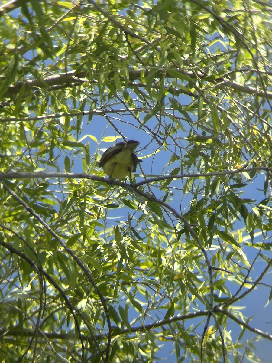 Brown-crested Flycatcher - ML587568541