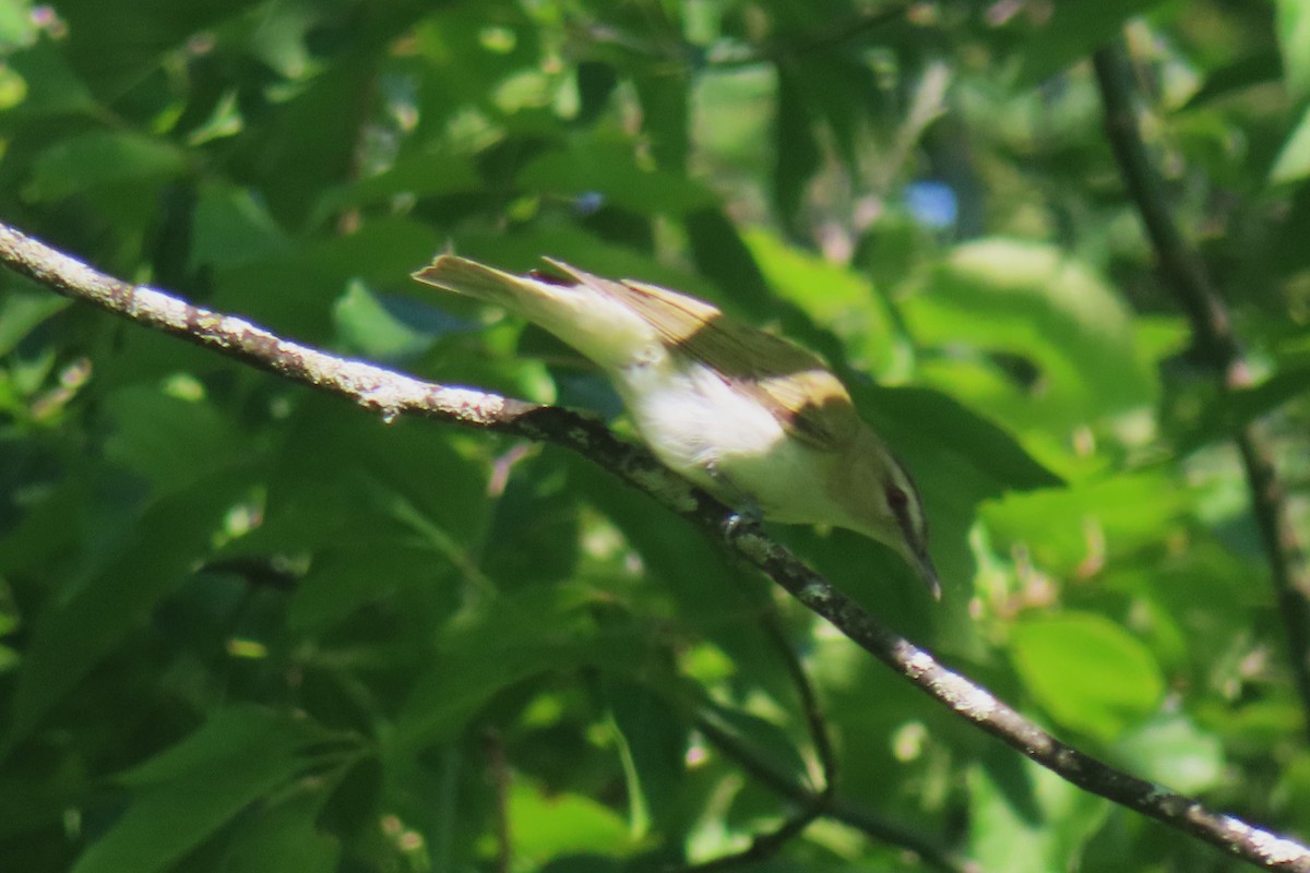 Red-eyed Vireo - Serge Benoit