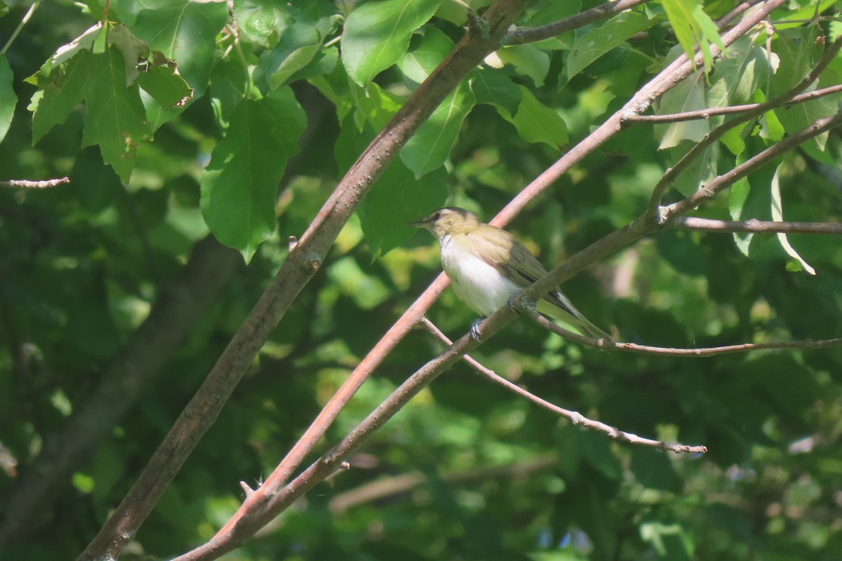 Red-eyed Vireo - ML587570061