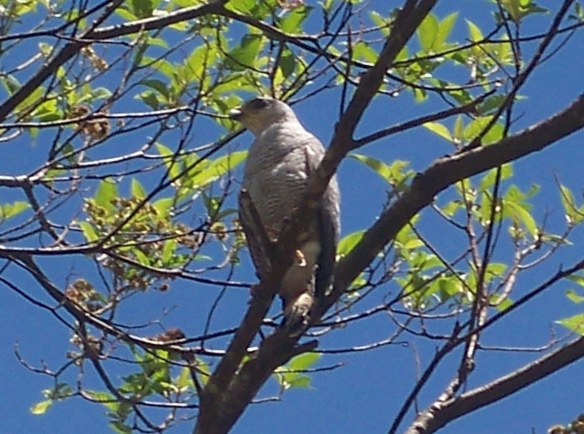 Roadside Hawk - Abel Atehortua