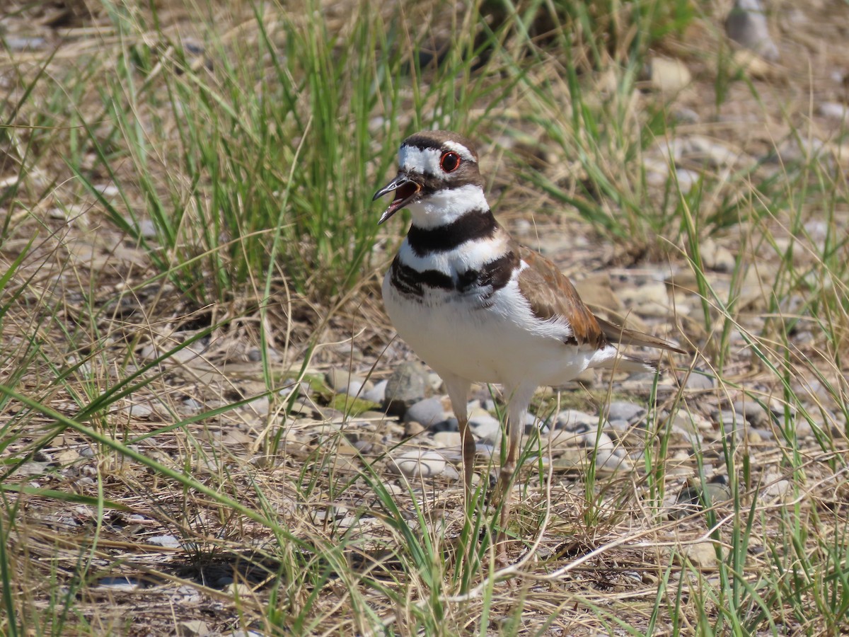 Killdeer - ML587571881