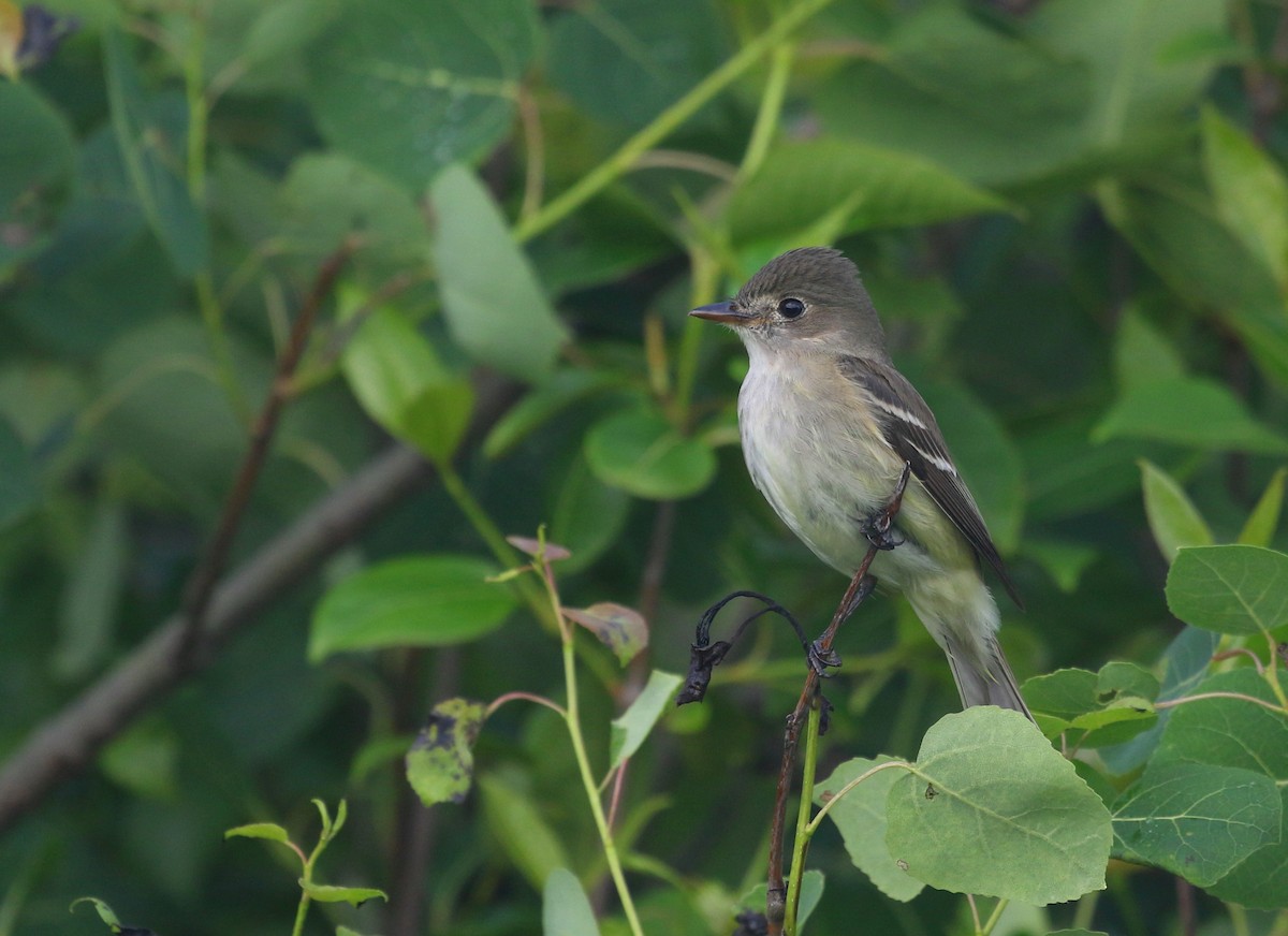 Alder Flycatcher - ML587573251