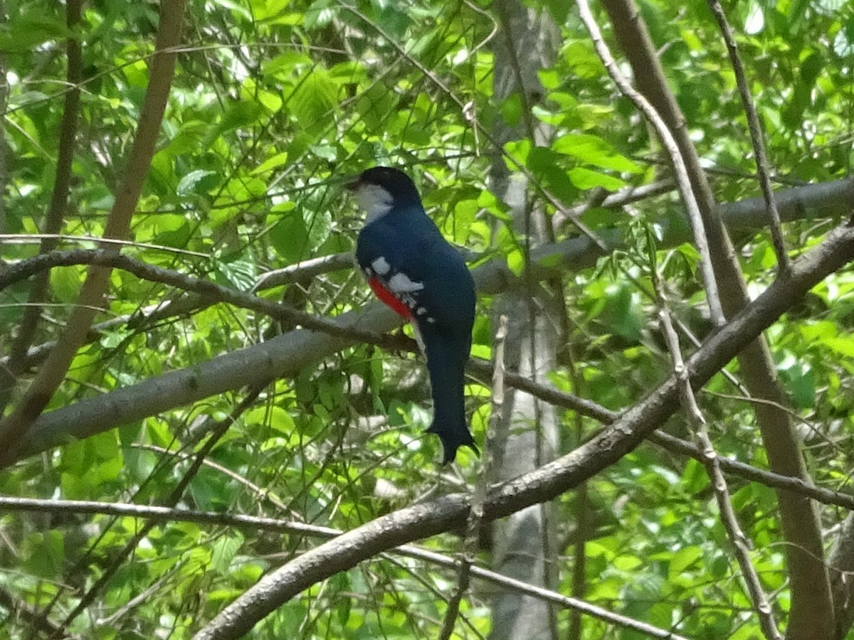 trogon kubánský - ML587574521