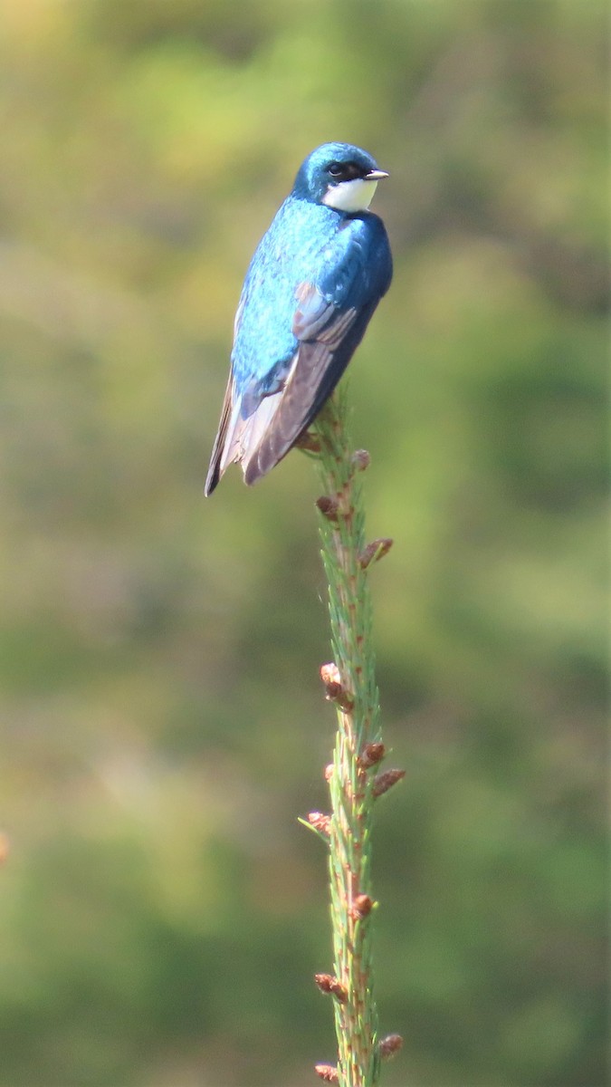 Tree Swallow - ML587575701