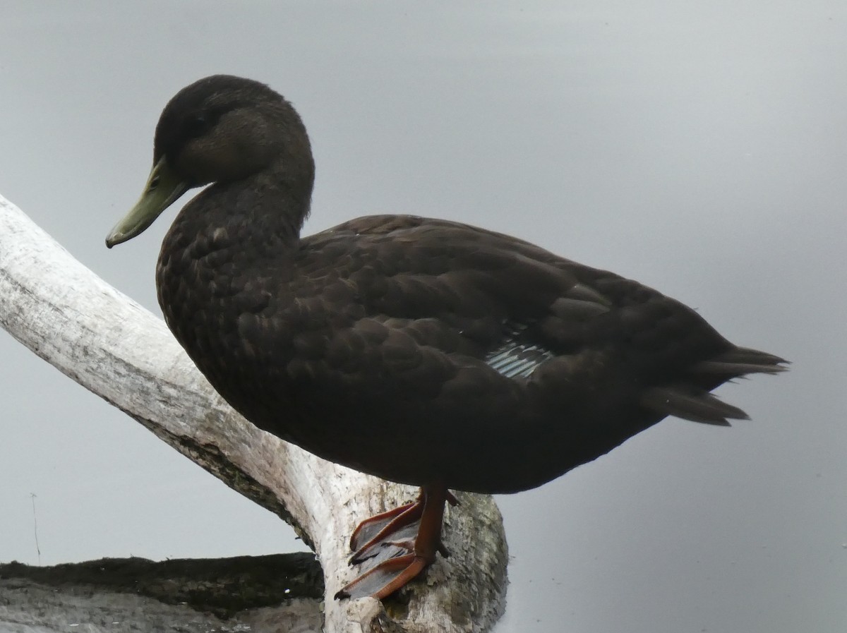 American Black Duck - ML587576421