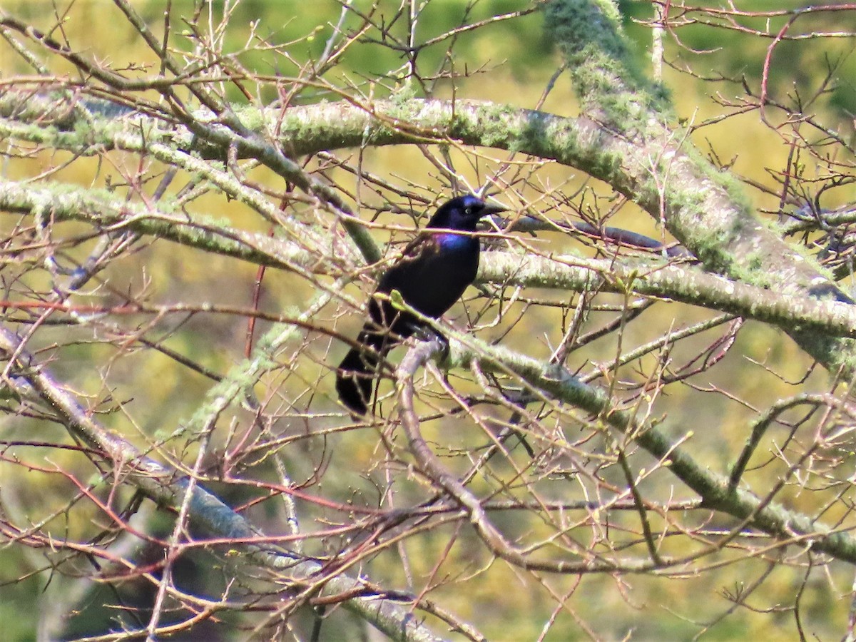 Common Grackle - ML587576471