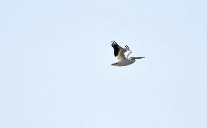 American White Pelican - ML587576751