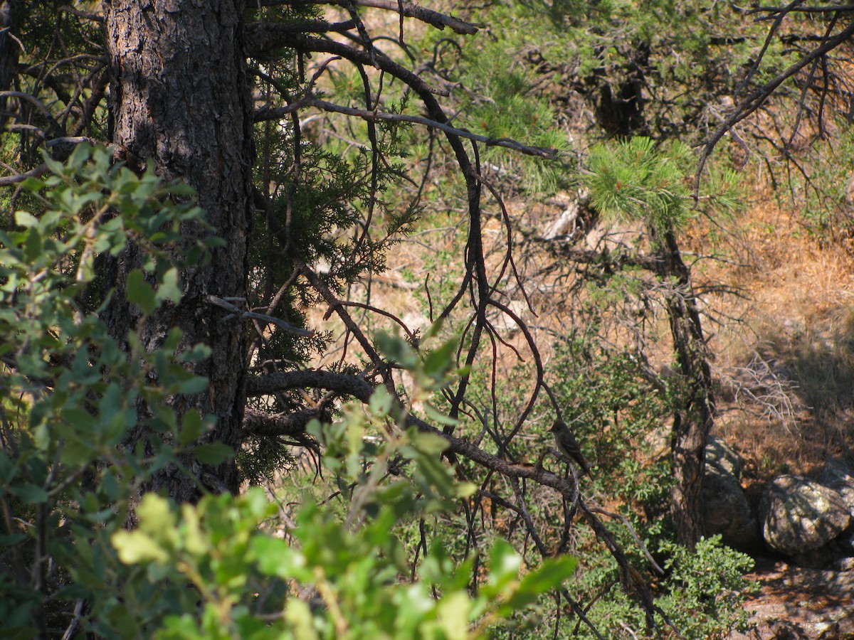 Western Flycatcher (Cordilleran) - ML587576771