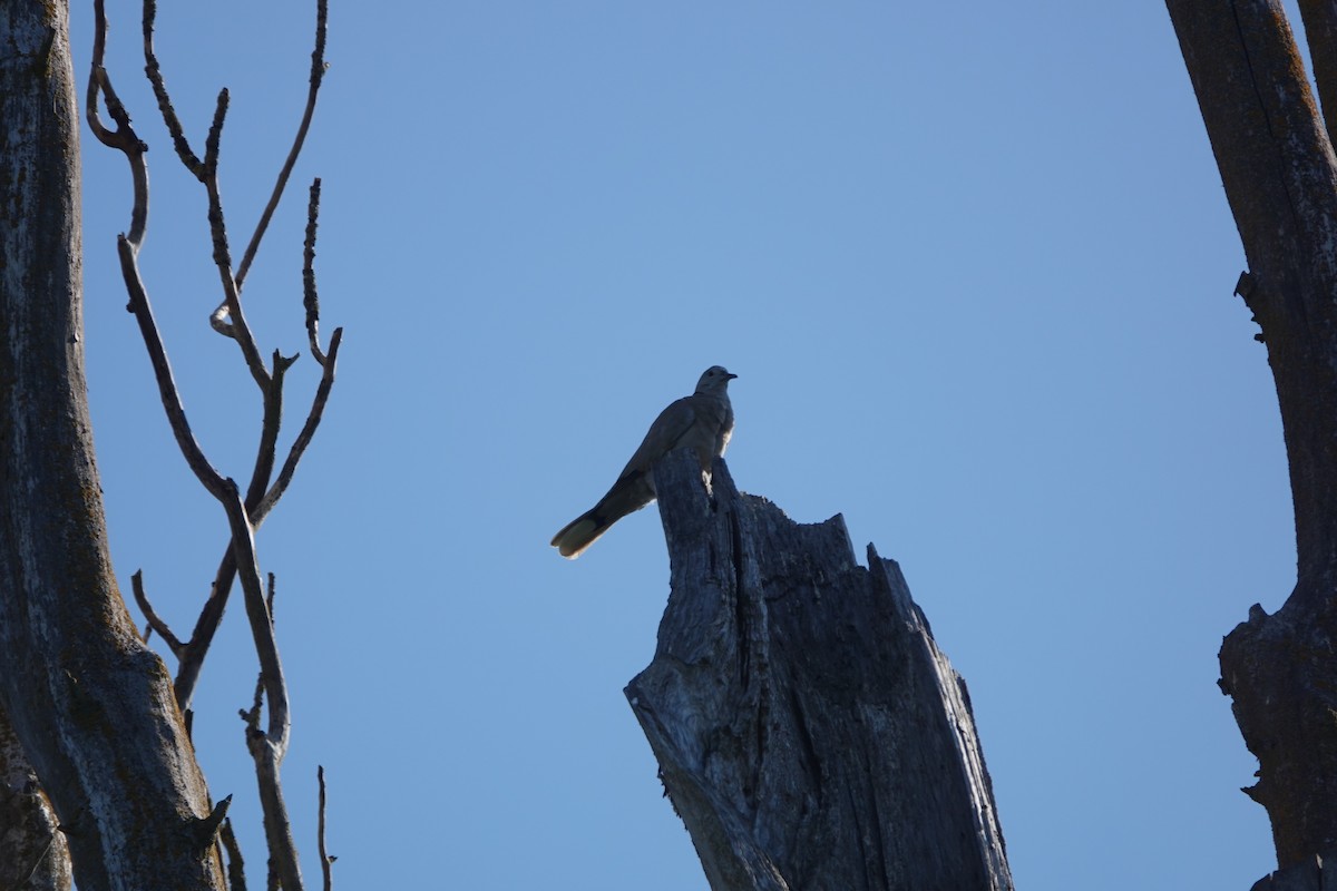 Band-tailed Pigeon - ML587576841