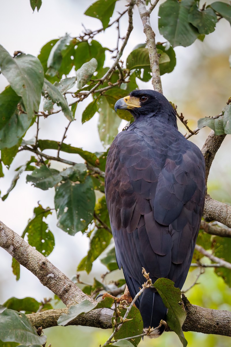 Great Black Hawk - ML587577101