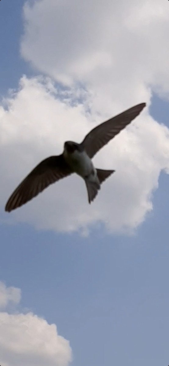 Golondrina Bicolor - ML587577831