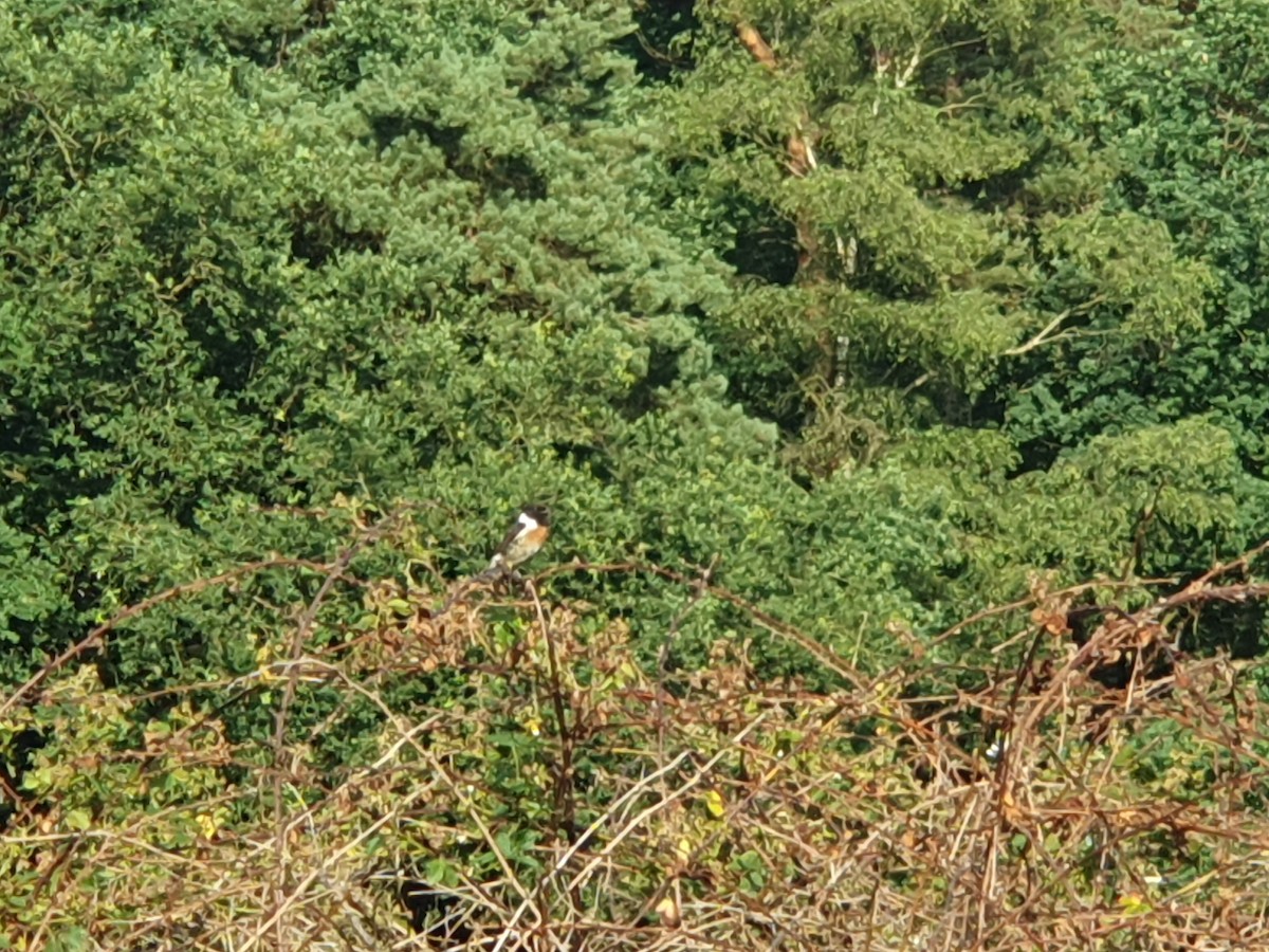 European Stonechat - ML587577961