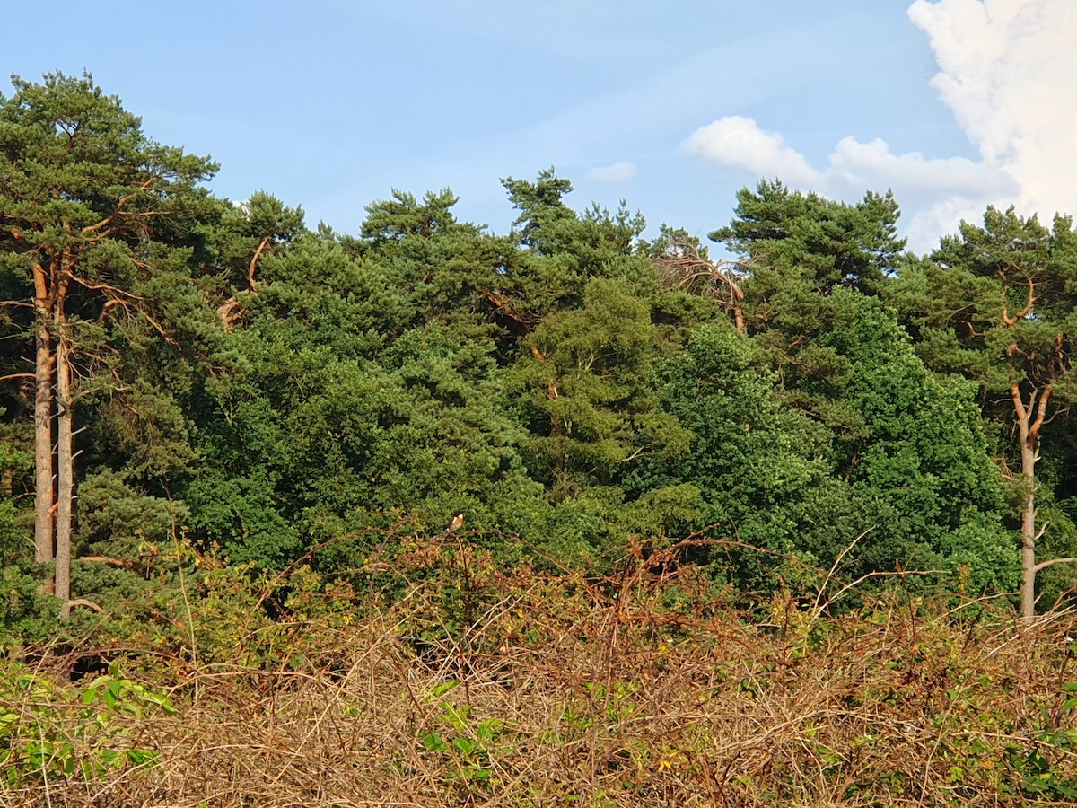 European Stonechat - ML587577971