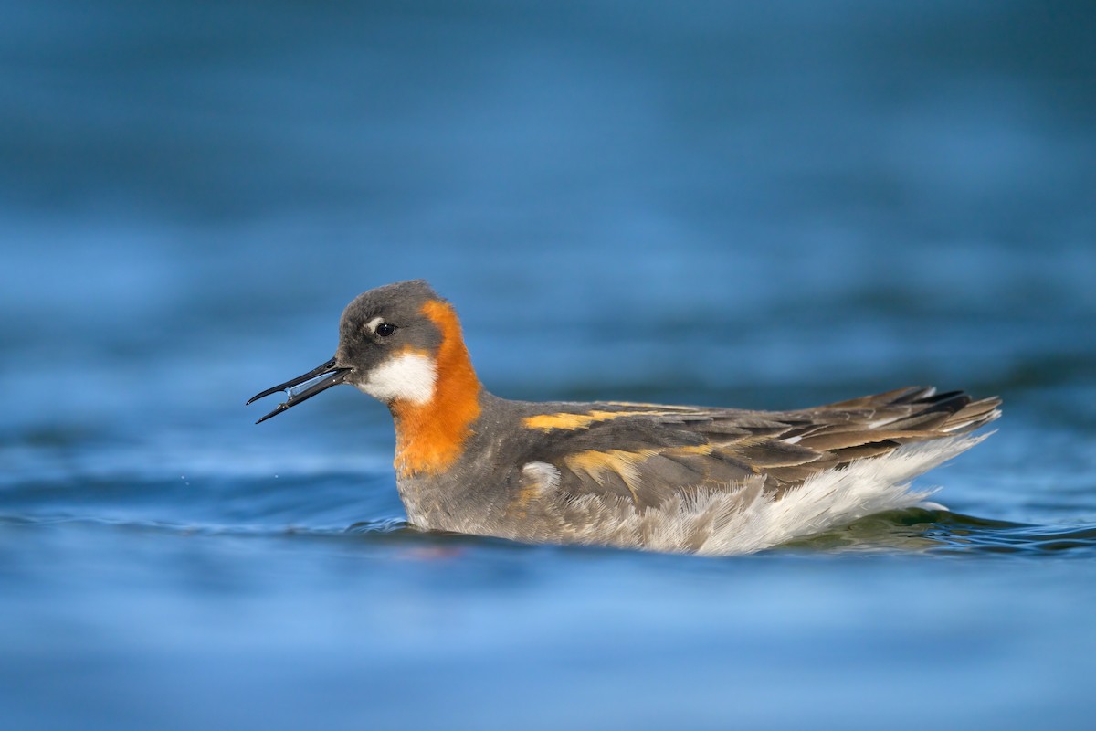 Red-necked Phalarope - Sylvain Reyt