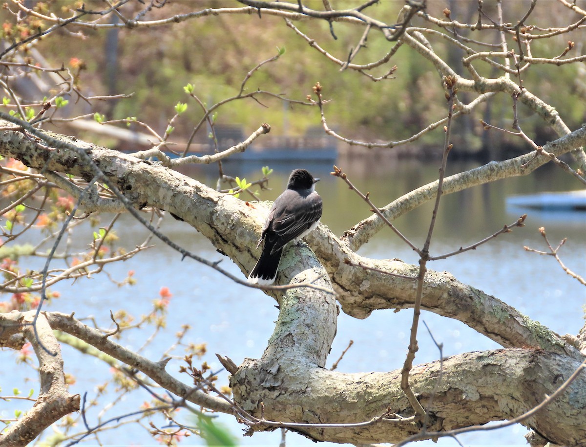 Eastern Kingbird - ML587579051