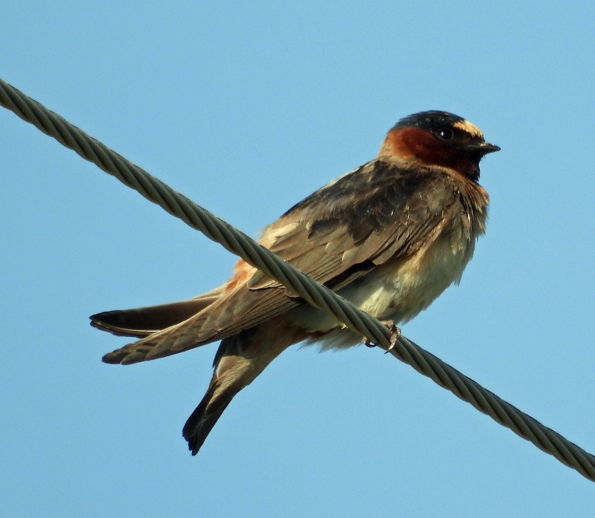 Cliff Swallow - ML587579361